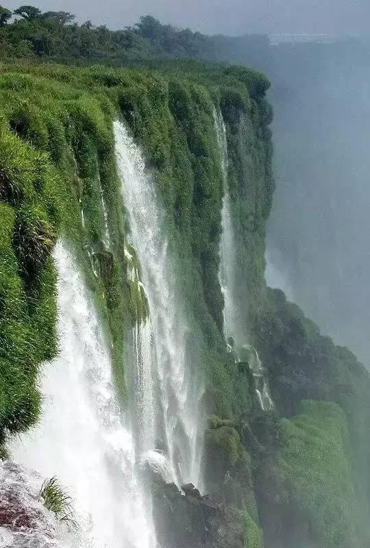 正品鳄鱼油